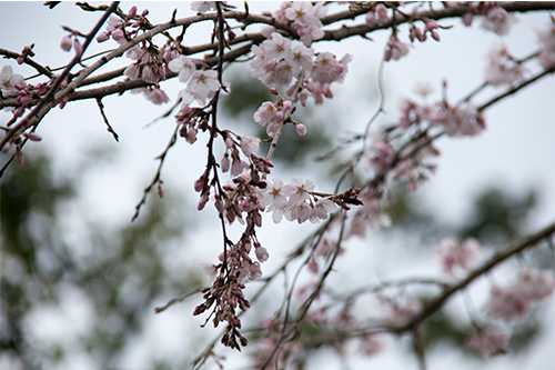 枝垂桜２.jpg